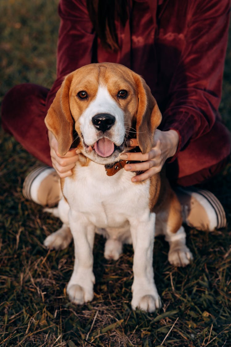 Woman Holding A Beagle Dog