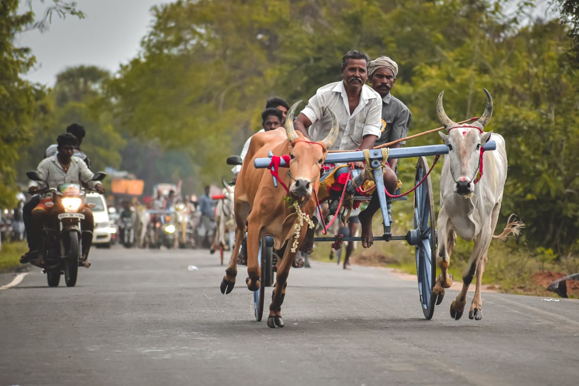 Chariot Racing Ox Men Riding an Ox Cart · Free Stock Photo