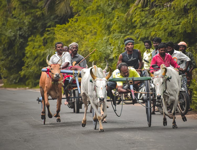 Bullock Cart Race In Sri Lanka