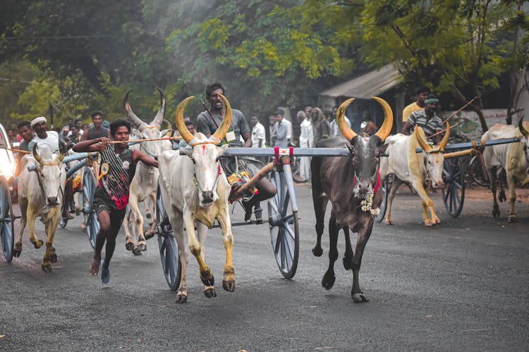 Bull Cart Race