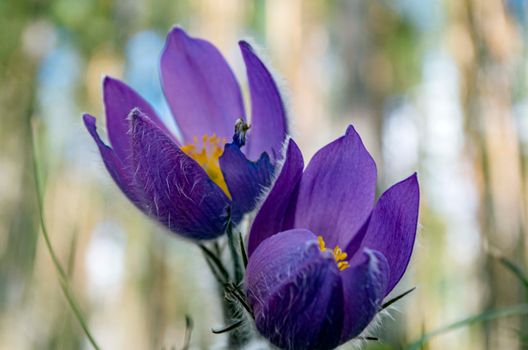 Purple Flowers in Close Up Photography