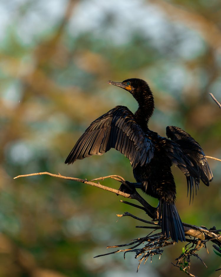 Black Bird On Brown Tree Branch