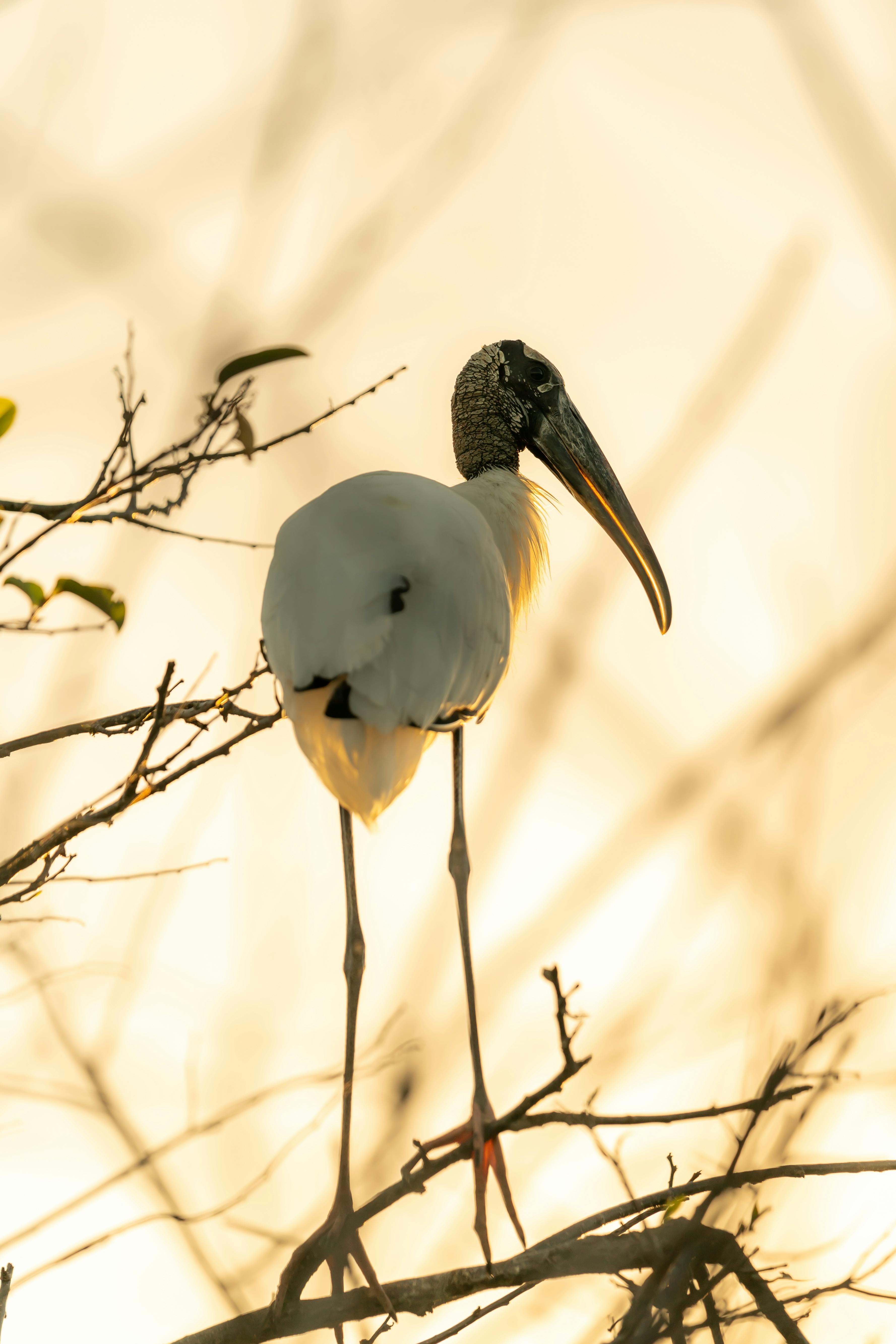 Two Wood Stork Birds in Water · Free Stock Photo
