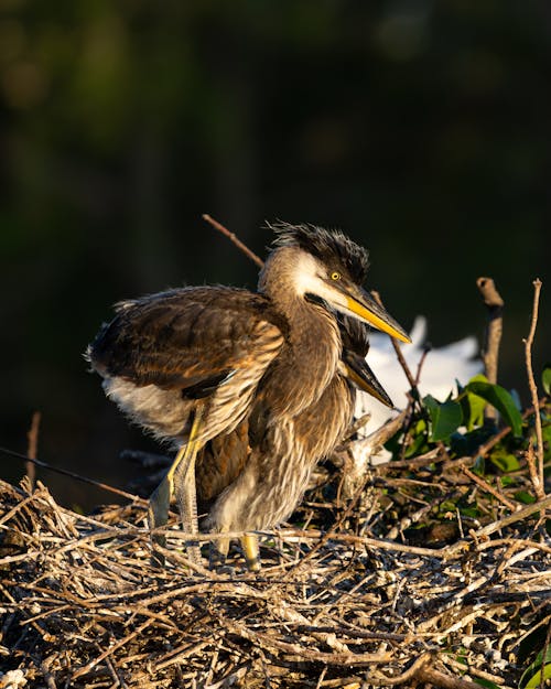 Great Blue Heron on Nest