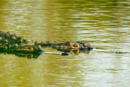 Brown Crocodiles on Body of Water