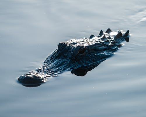 Kostenlos Kostenloses Stock Foto zu alligator, fleisch fressend, kaiman Stock-Foto
