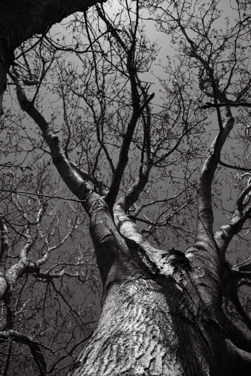 Free Dramatic black and white view of a leafless tree from below, showcasing intricate branches. Stock Photo