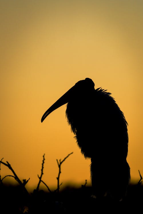 Fotos de stock gratuitas de amanecer, animal, anochecer