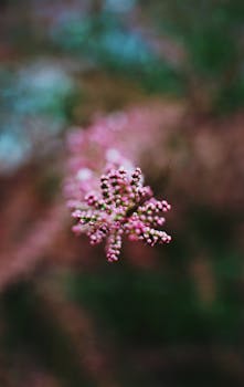 Delicate pink flower in focus against a beautifully blurred green and brown background.