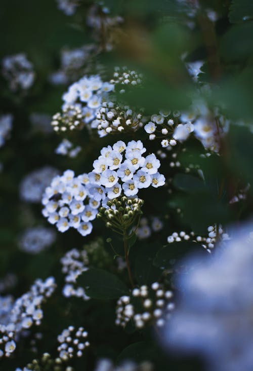 Selective Focus of Spiraea Trilobata Flowers