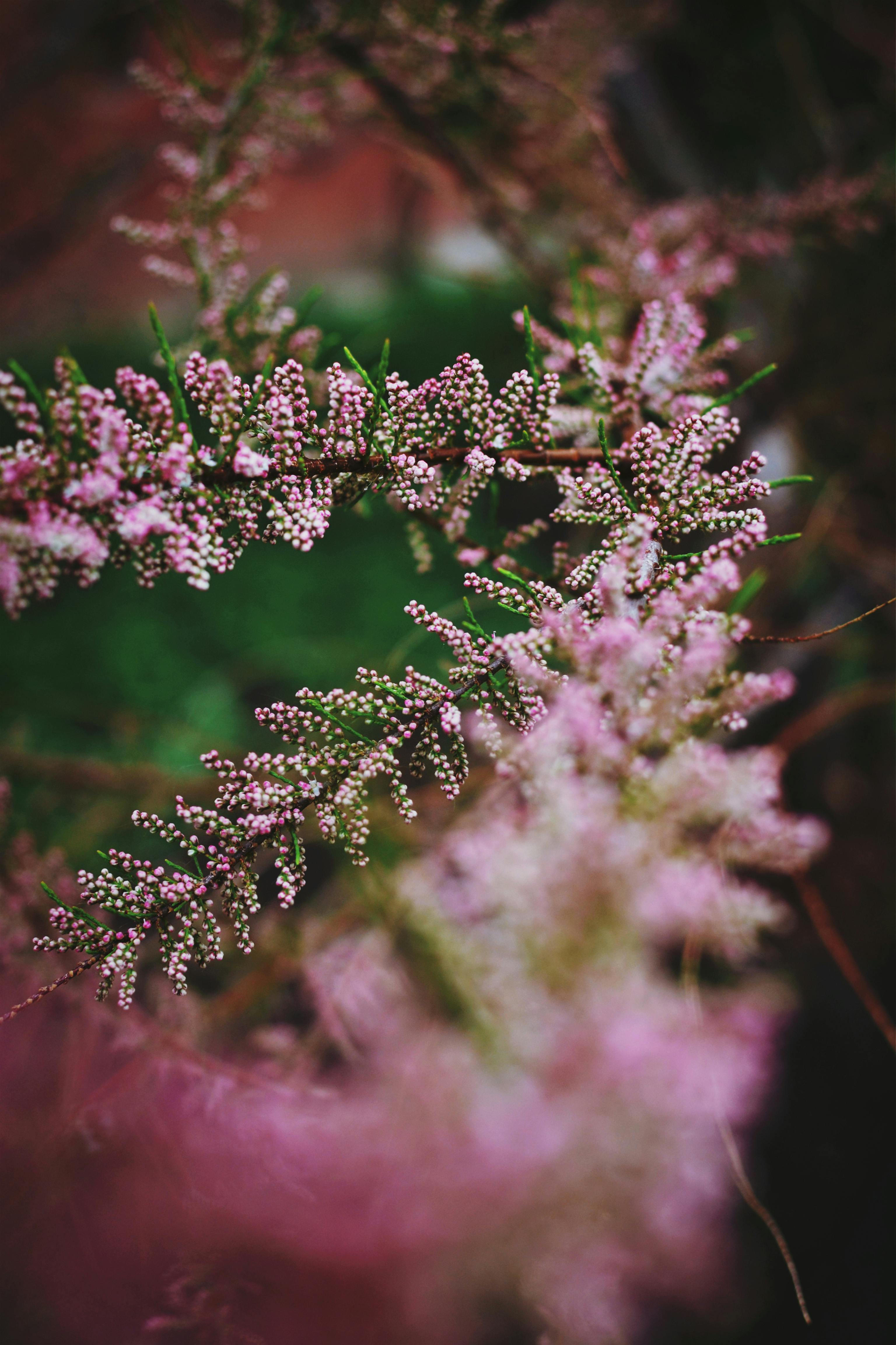 Free Detailed view of blooming tamarisk branch showcasing its delicate pink flowers. Stock Photo