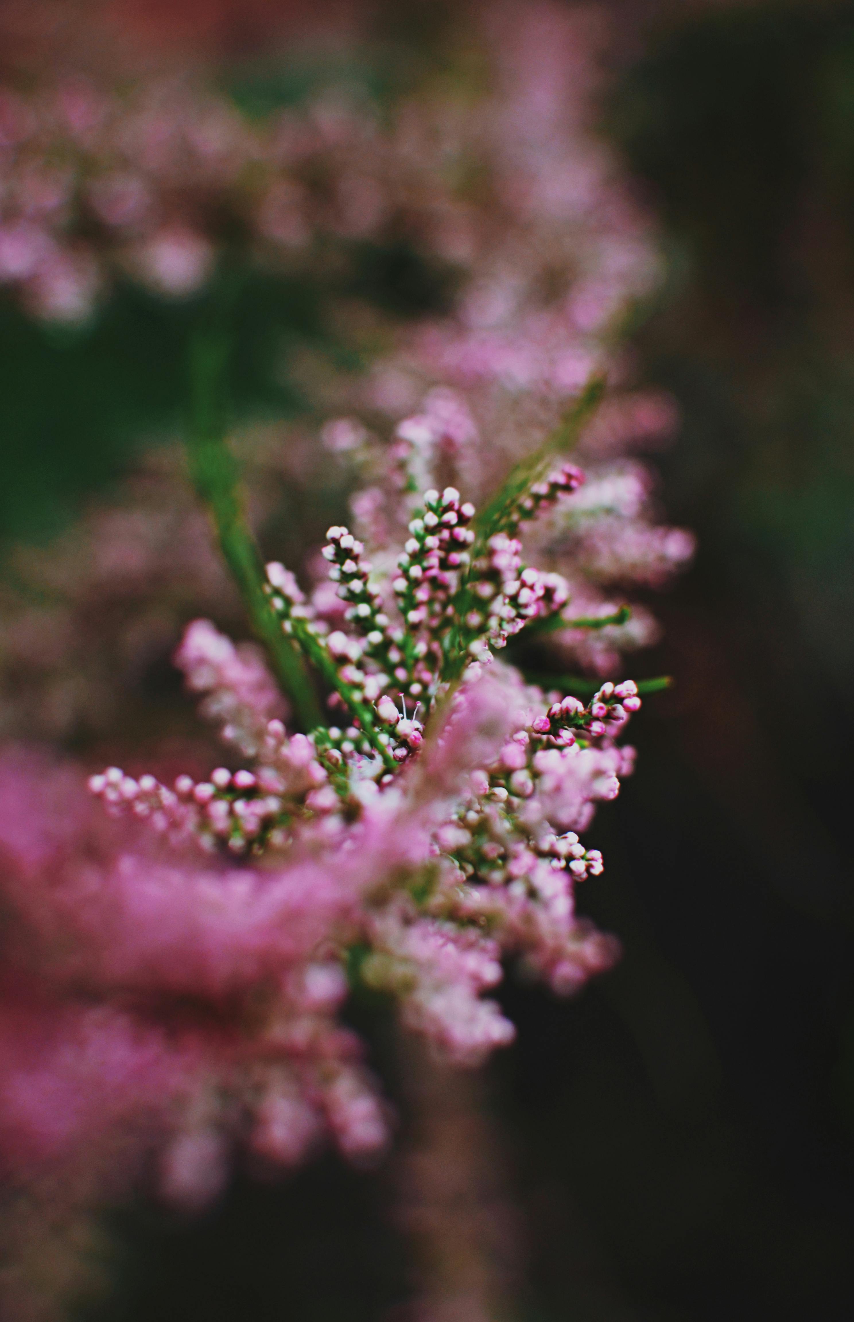 Free Vibrant pink blossoms on a green leafy bush, illustrating nature's beauty and vibrancy. Stock Photo