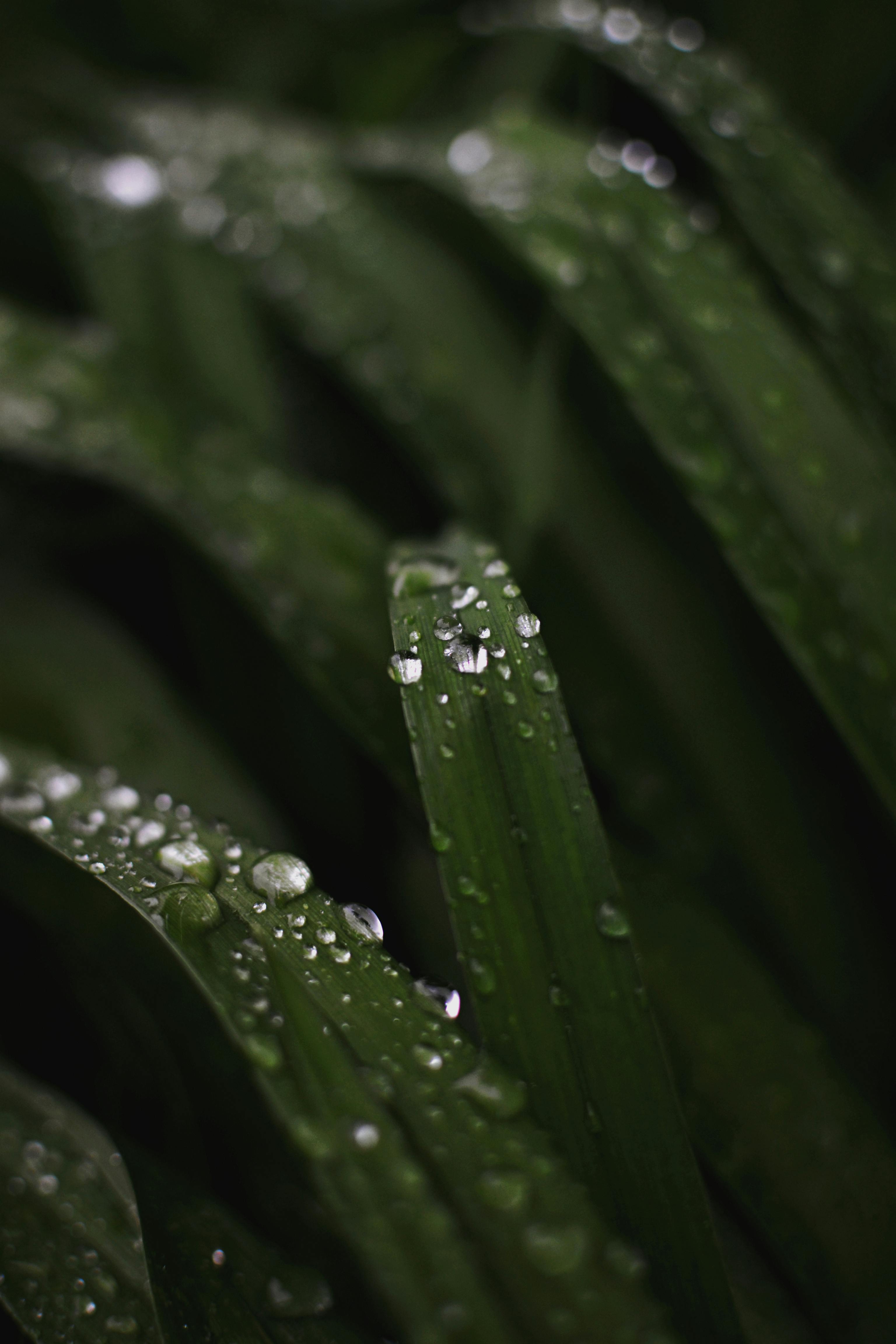 Close-Up Photography of Wet Stones · Free Stock Photo