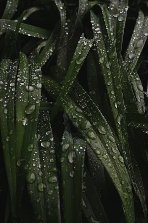 Free Water Droplets on Green Plant Stock Photo