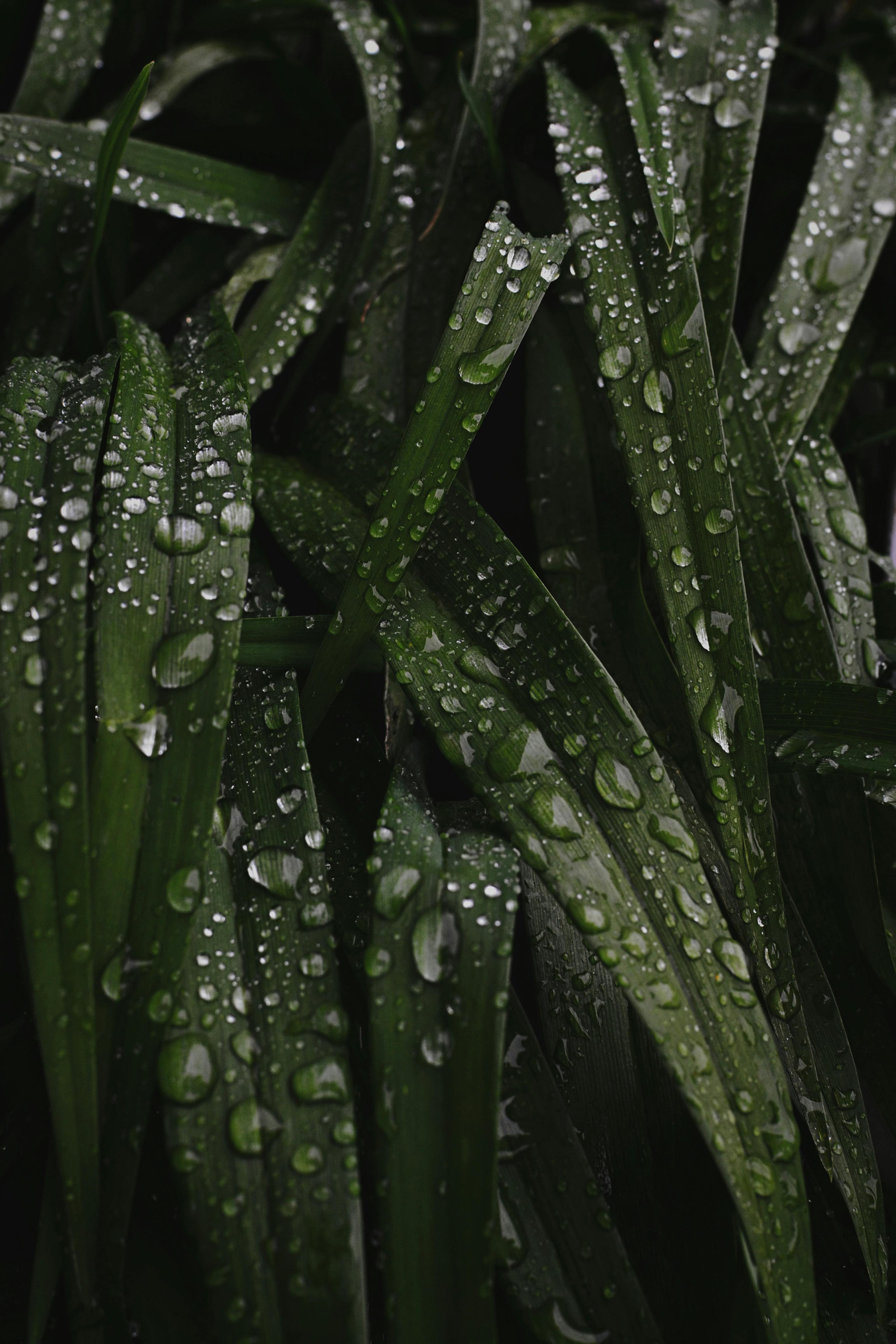 Close-Up Photo Of Green Leaves · Free Stock Photo