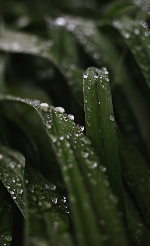 Water Droplets on Green Plant