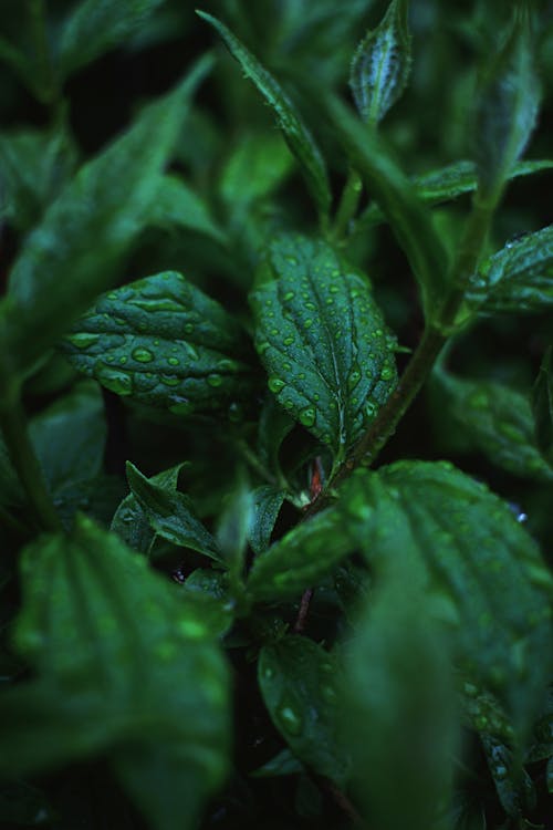 Wet leaves in Close Photography