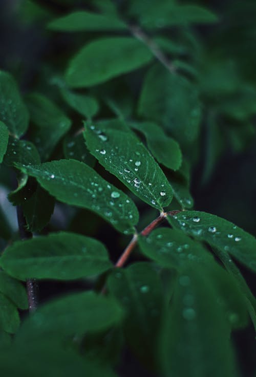 Shallow Focus of Water Droplets on Green Leaves
