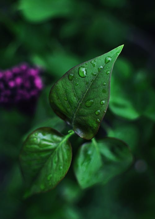 Green Leaves with Water Droplets