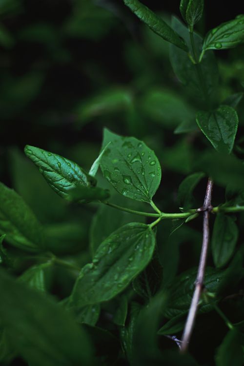 Free Captivating close-up of lush green leaves with water droplets, showcasing nature's serene beauty. Stock Photo