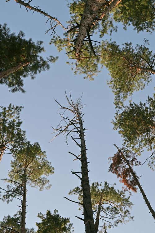 Free A vertical view of tall pine trees reaching up to a clear blue sky, showcasing natural beauty. Stock Photo