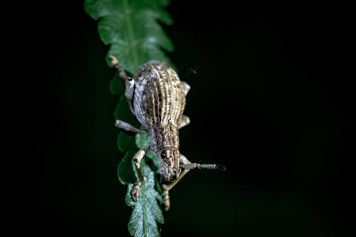 Close-Up Shot of a Weevil on Plain Black Background