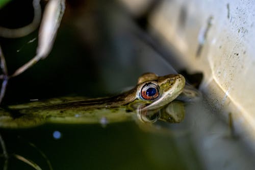 Brown Frog on Body of Water