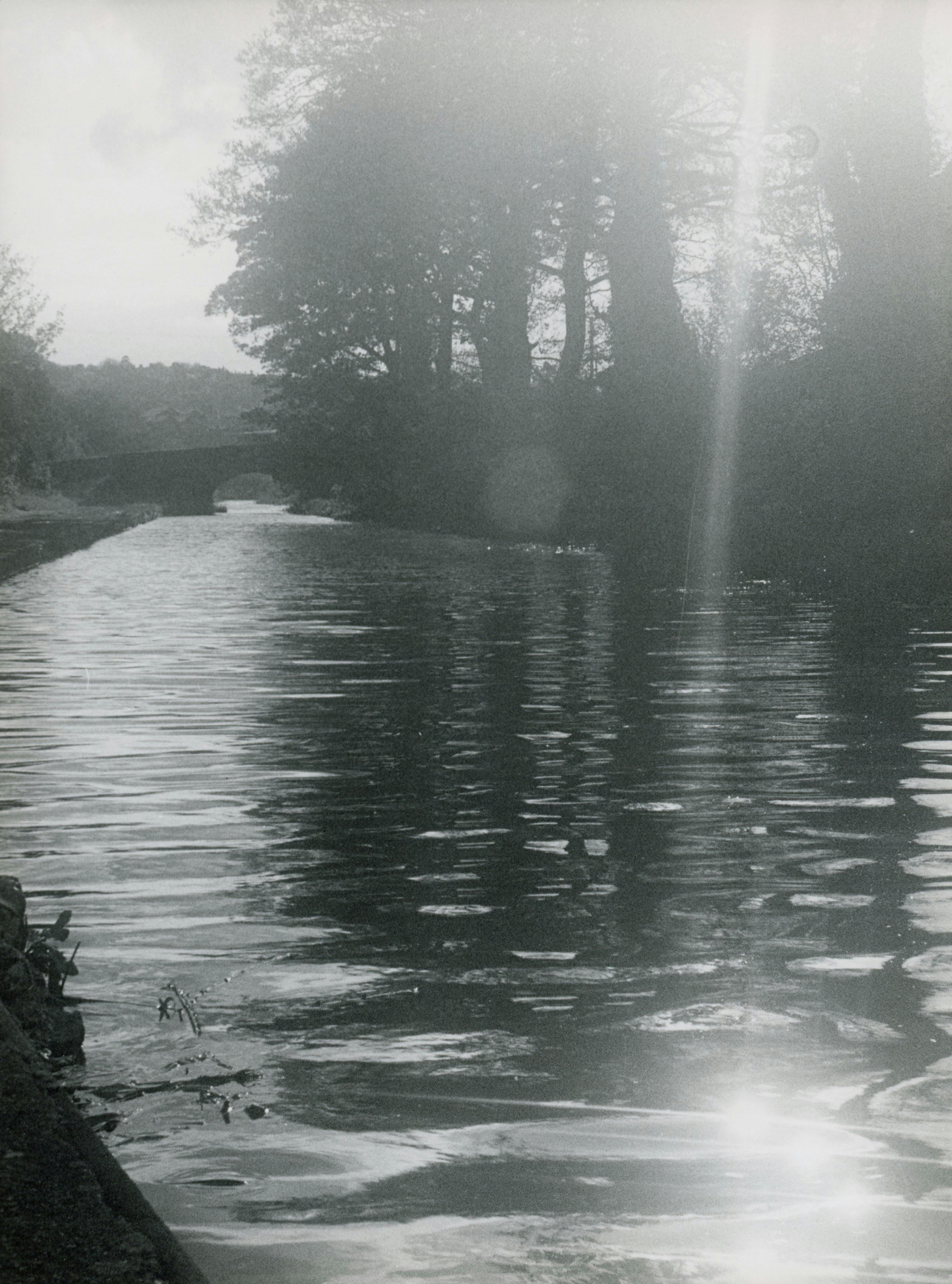 grayscale photo of trees near body of water