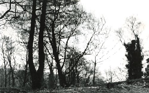 Photos gratuites de arbres, échelle des gris, forêt