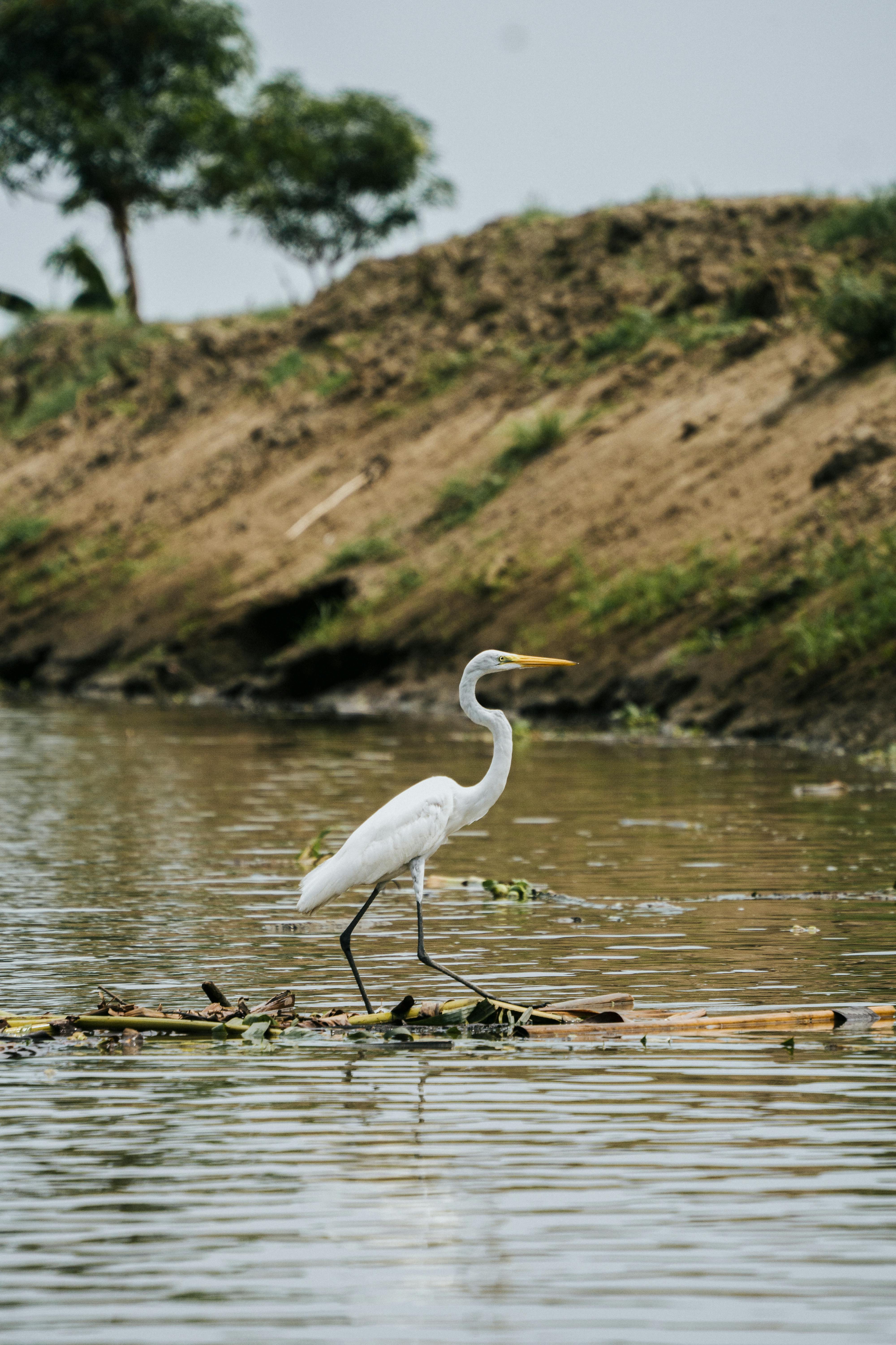 A great egret standing gracefully on water, surrounded by nature and calmness.