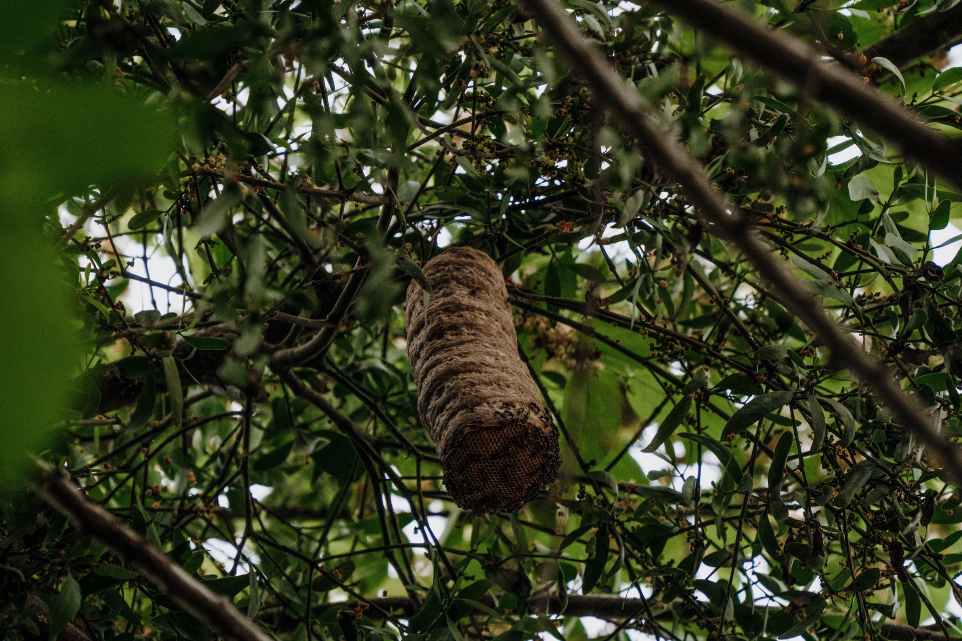 A detailed shot of a bird's nest hanging amidst lush tree branches outdoors.