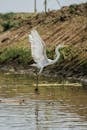 White Bird on Water