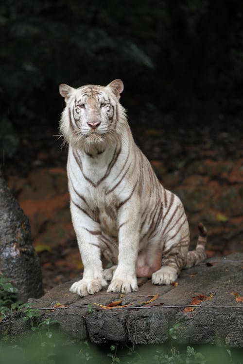 White Tiger on Brown Rock
