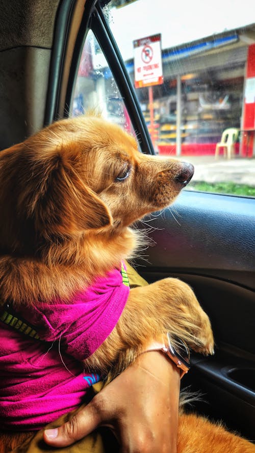 Ingyenes stockfotó aranyos kutya, barna kutya, divatos kutya témában