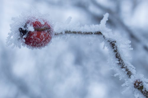 Ingyenes stockfotó fagy, havas, tél témában