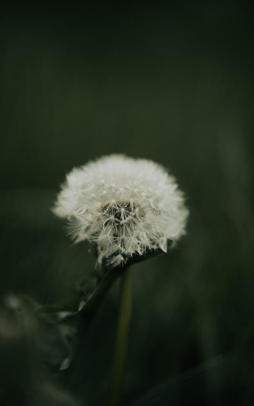 Kostnadsfri bild av blomfotografi, blomma, botanisk