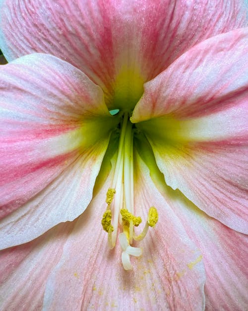 Gratuit Imagine de stoc gratuită din a închide, Amaryllis, floare Fotografie de stoc