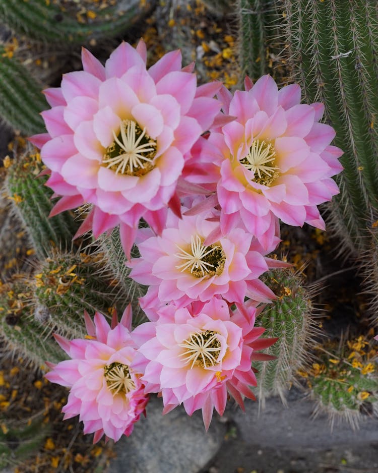 Close Up Photo Of Echinopsis Tubiflora