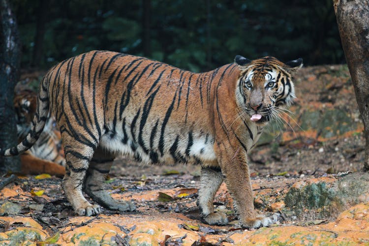 Tiger Walking On Soil