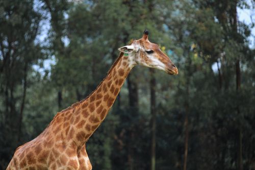 Free A graceful giraffe standing amidst lush greenery in a zoo setting, showcasing its long neck and unique patterns. Stock Photo