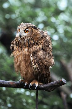 owl photo