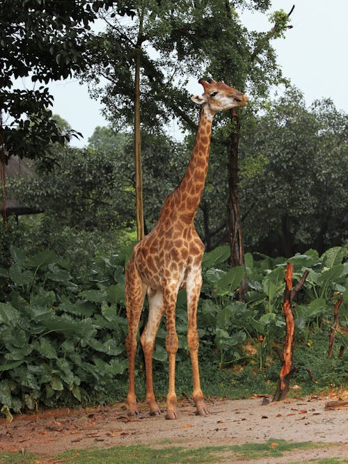 Free Giraffe Standing Near Green Trees Stock Photo