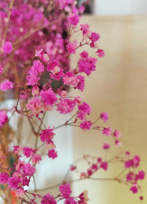 คลังภาพถ่ายฟรี ของ การถ่ายภาพดอกไม้, ความชัดลึก, ดอกไม้