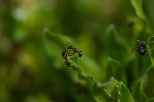 Black Ants on Green Leaves