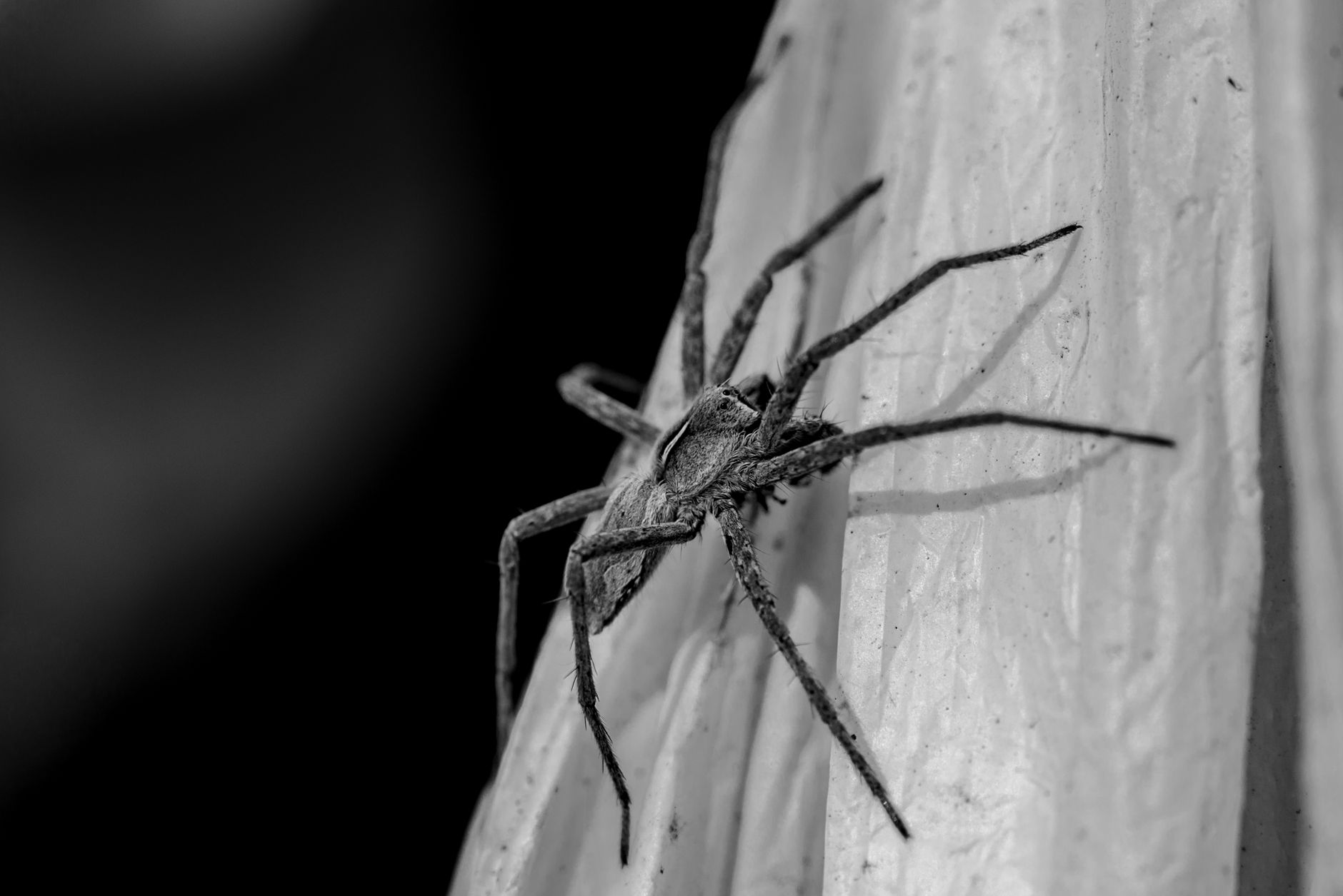 Monochrome close-up of a spider on a textured surface, highlights intricate arachnid details.