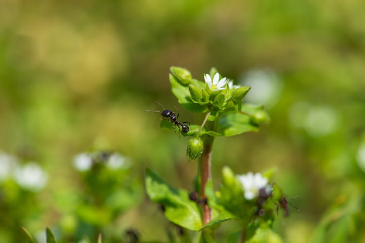 Black Ant On White Flower