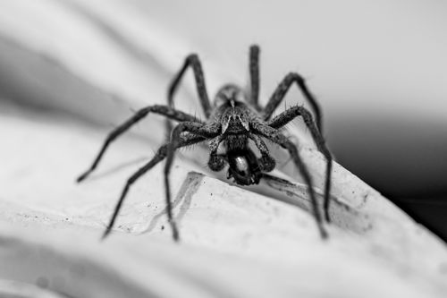 Free Close-up black and white photo of a spider showcasing intricate details and textures. Stock Photo