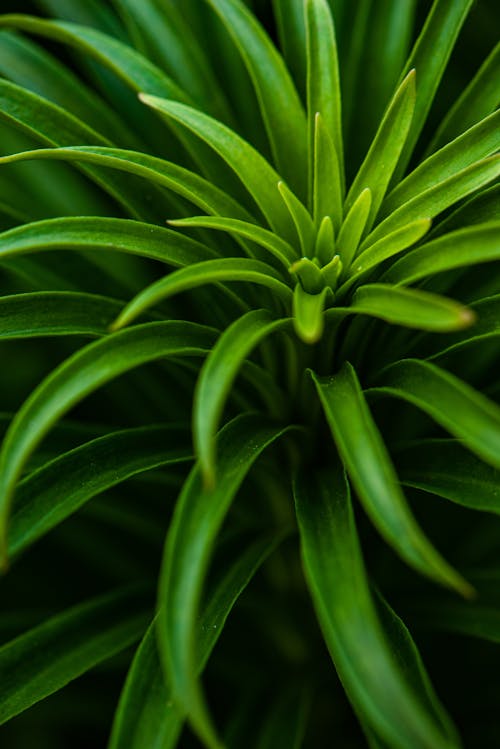 
Close Up Photo of Green Plant