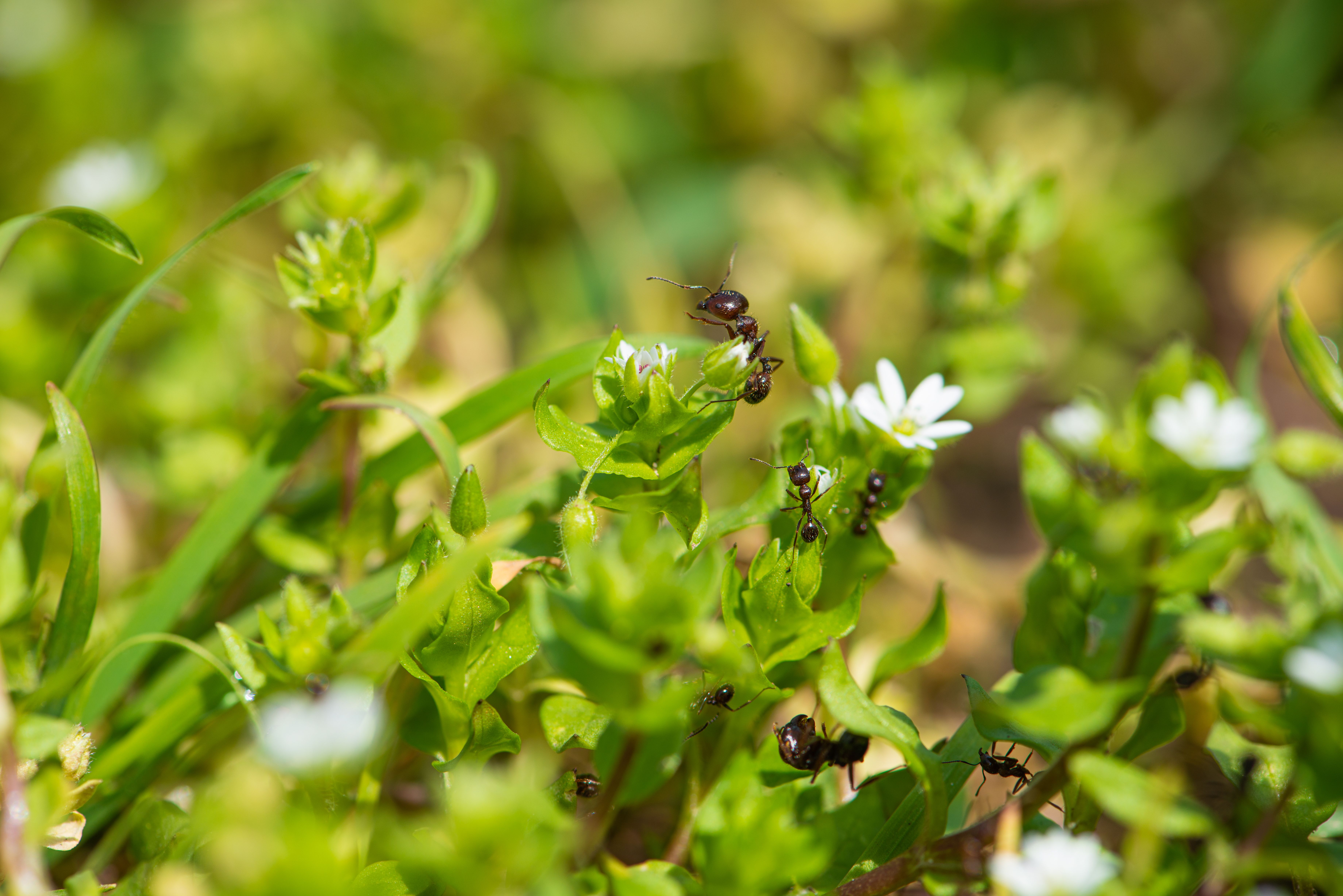 Detailed macro shot showcasing ants exploring vibrant green plant leaves outdoors.