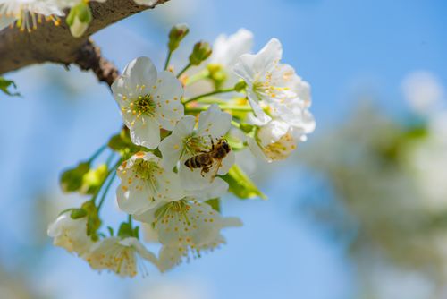 Free A vibrant bee pollinating white blossoms against a clear blue sky in spring. Stock Photo